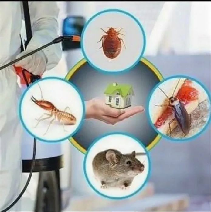 Клоп стоп. Клопы, тараканы, термиты