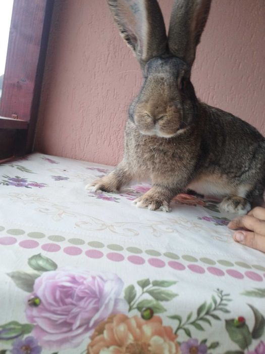 Mascul uriaș german gri