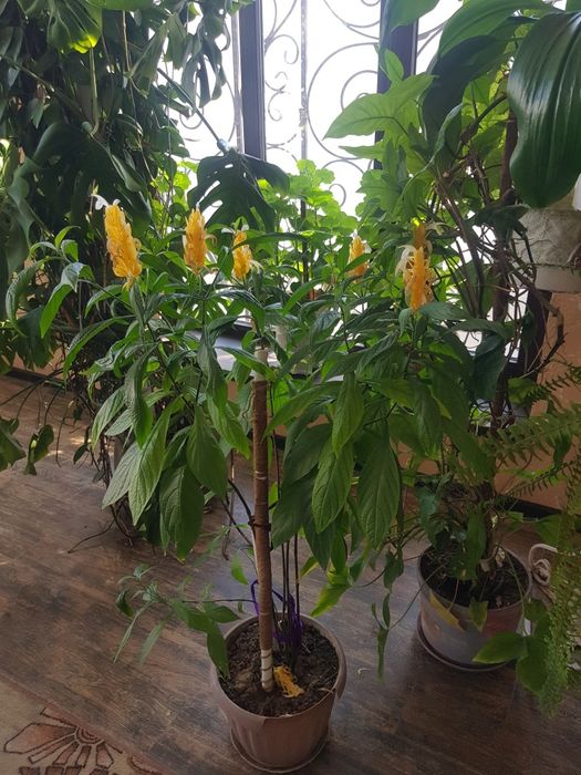 комнатные.  цветы