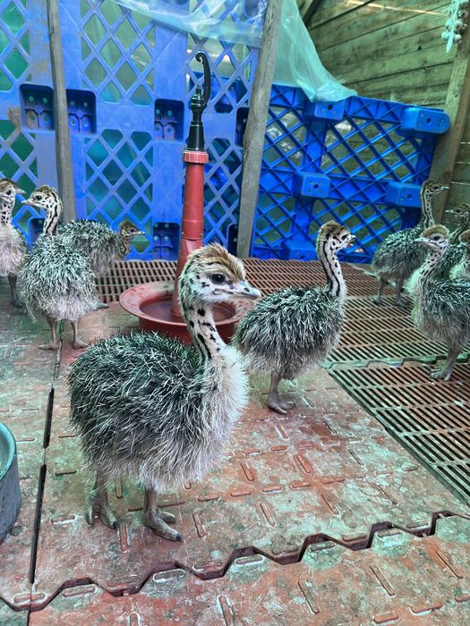 Vând Pui De Struț/ comenzi pui pentru anul 2026