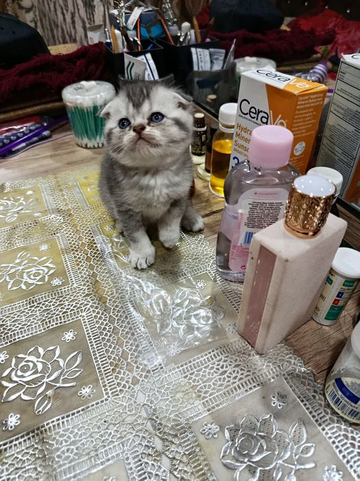 Продается котята породистые. 1,5 месячные.  Папа шеншылла. Мама скодти