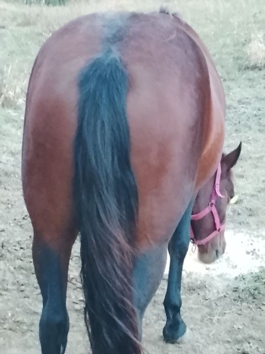 Vând mânză de 2ani foarte blândă