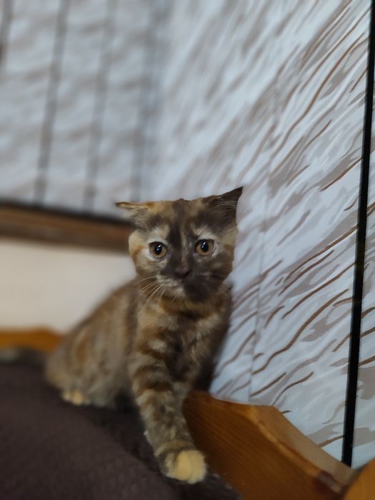 Продаю котят Скотиш Фолд и Скотиш страйт от правильной вязки.