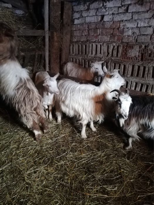 Capre gestante plus un țap tânăr.
