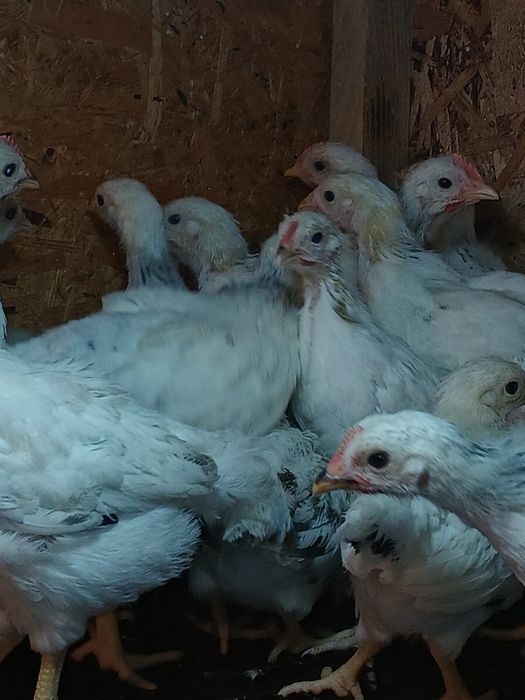 Бір айлық балапандар Адлер цыплята