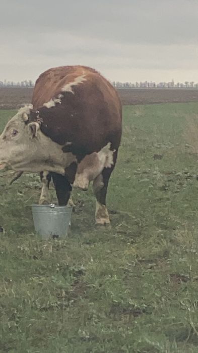 КРС, племянной бык герефорд