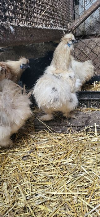 matasa japoneza 2024