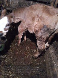 Vând două vițele de 4si 9luni pentru detalii sunați la telefon!