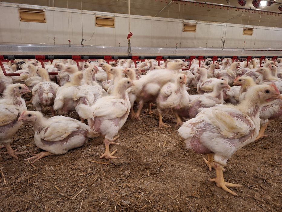 Vând puii de carne și rasa mixta