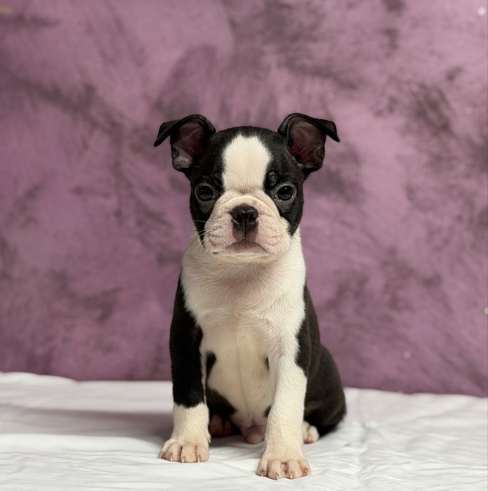 Boston TERRIER - cu pedigree FCI!