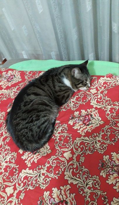 Отдадим кота в добрые руки!