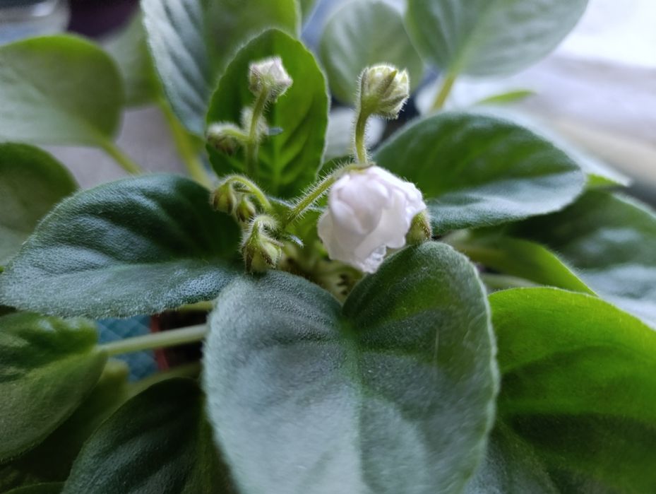 Белая махровая фиалка