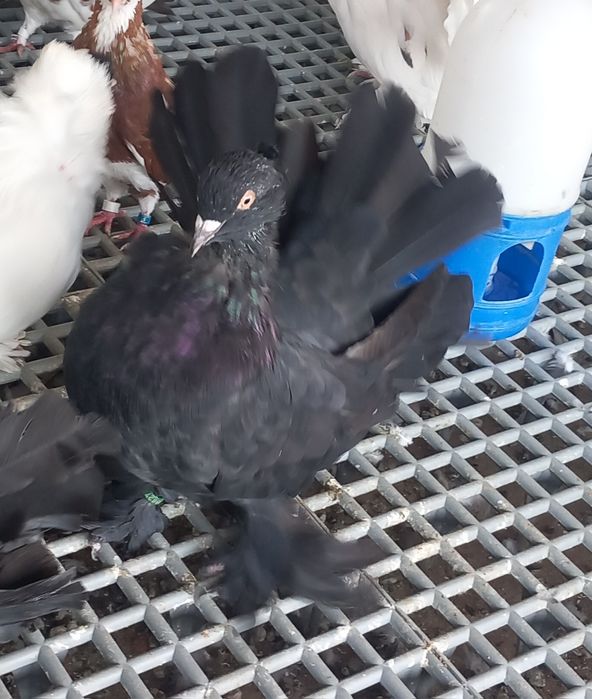 Porumbei Voltați Indieni