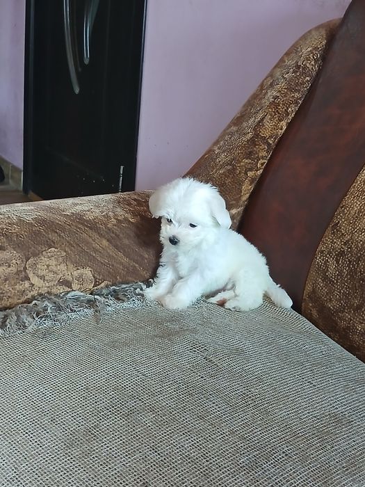 Catelusa bichon maltez