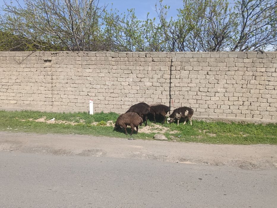 Qochqorlar sotiladi boqma qurbon hayitga boqsa