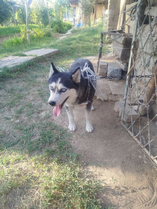Сотилади Лайка 10ойлик