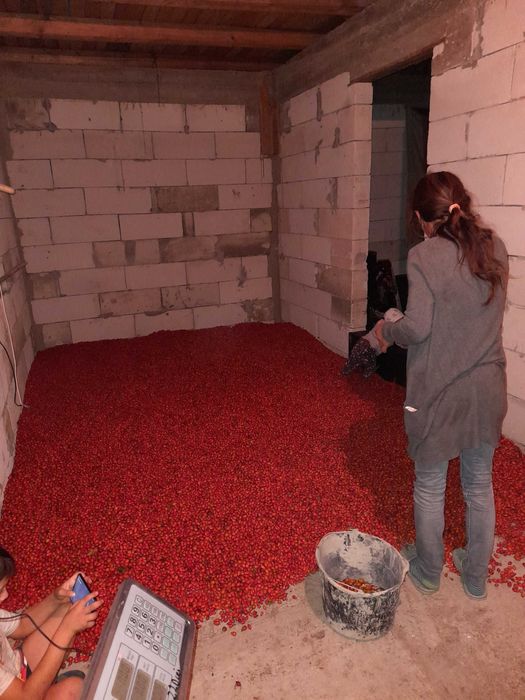 macese de vanzare. cantitati mari .OFERTA LA COMANDA