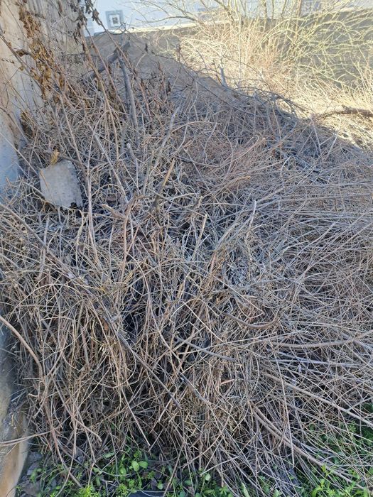 куп йиллик курук утин сотилади.