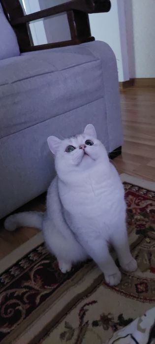 СРОЧНО!!! Продаётся Серебристая Шиншилла Ns11