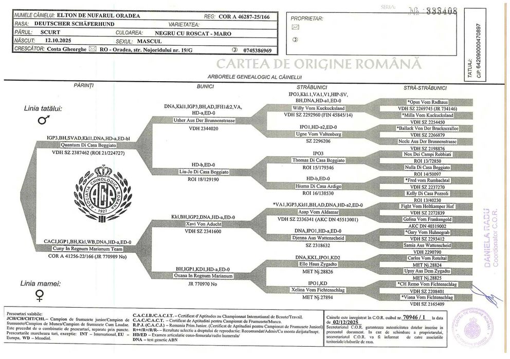 Vand catel Ciobanesc german