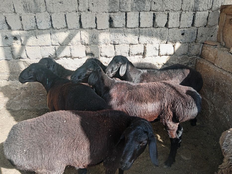 Qochqor qoy кой qozi кочкор