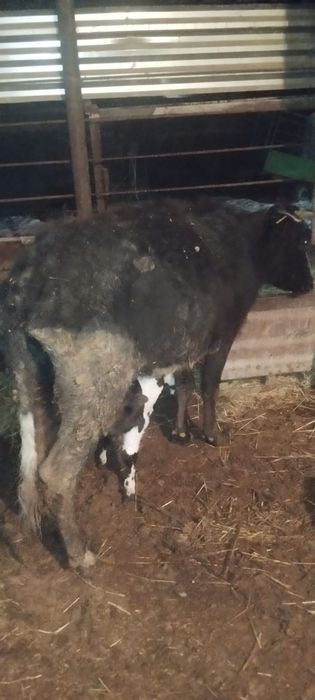 Сауын сиырлар сатылады