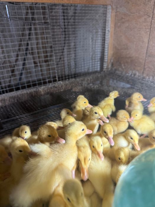 В продаже недельные утята!