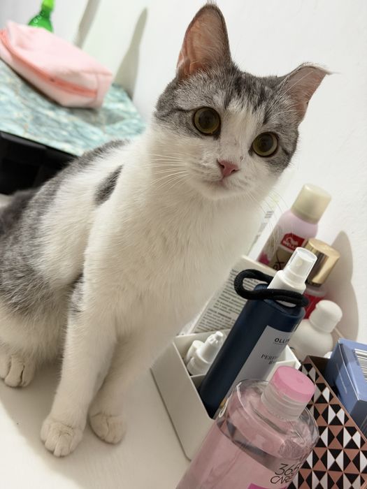 Отдаем Кошку