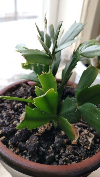 Комнатные цветы по 1.500