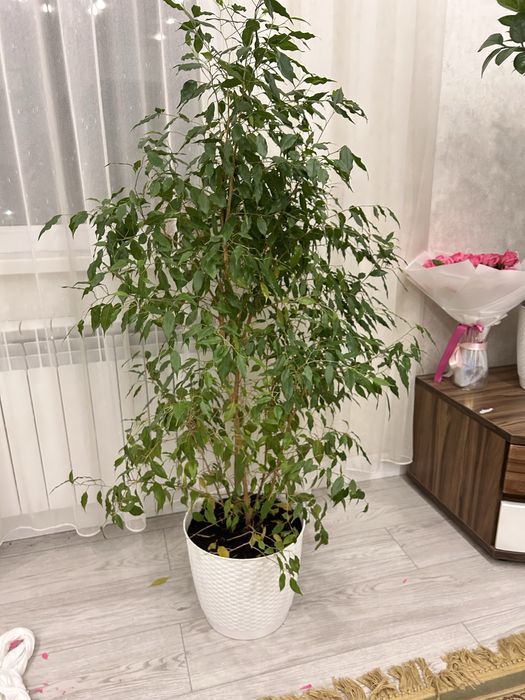 продам домашние цветы высота1,50