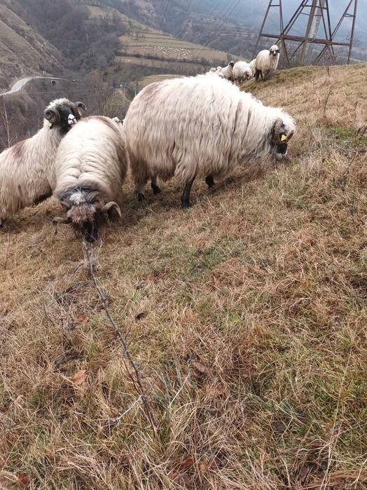 Vand berbec cu nasu alb de 2 miei