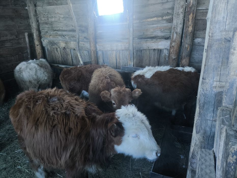 Ұрғашы Тайшалар сатылады