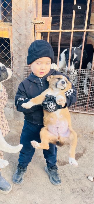 Алабай супер тяж щенки