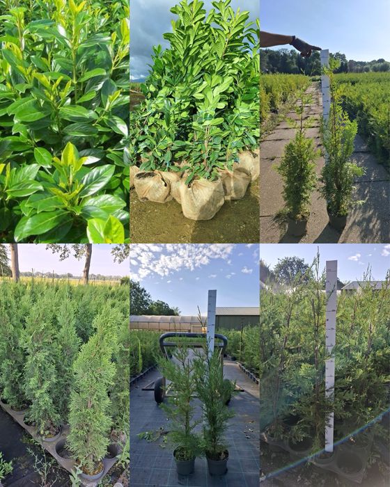 PLANTE ORNAMENTALE DE VÂNZARE  TUIA - Smarald, Barabant, Leylandi,Laur englezesc, Magnoli