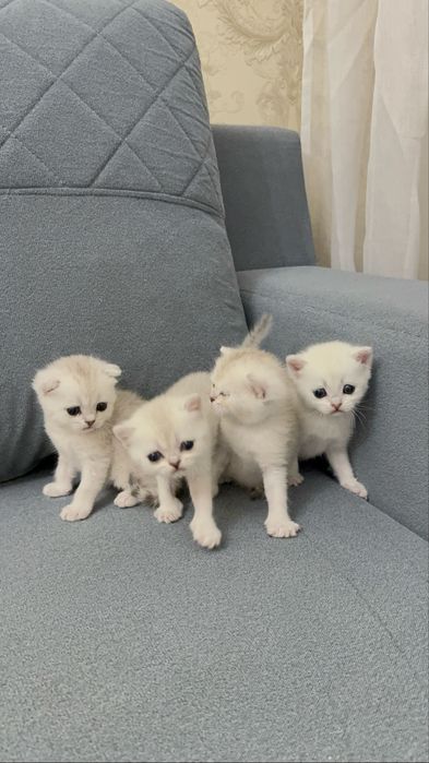 Британские шиншилы котята Ш