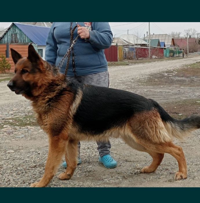 Немецкая овчарка,вязка