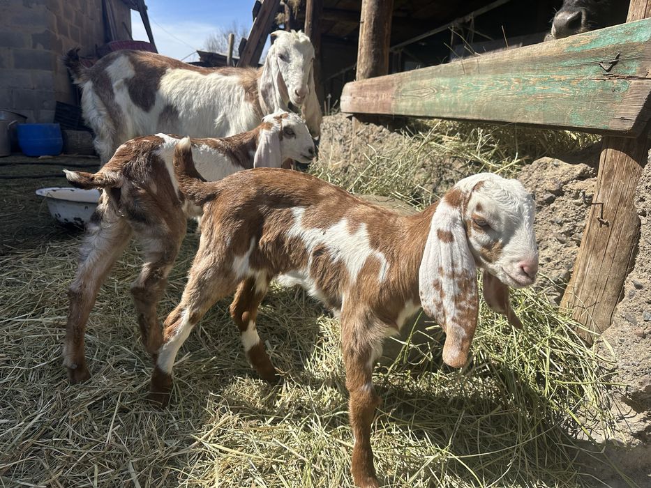 Таза канды бетал ешки сатылады 2 лагымен