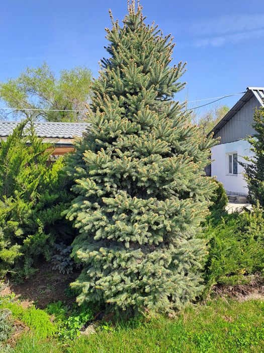 Продаю туи,можжевельники