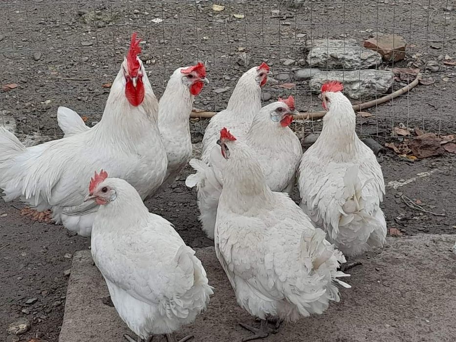 La bresse ouă pentru incubat