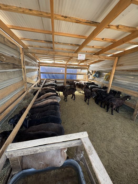 Қой, Тоқты, Бараны,