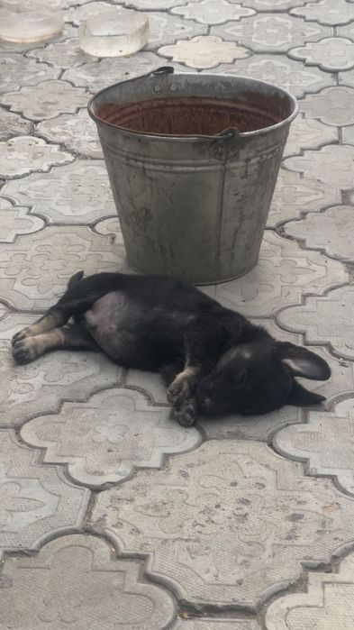 Продам щенок кобель немец