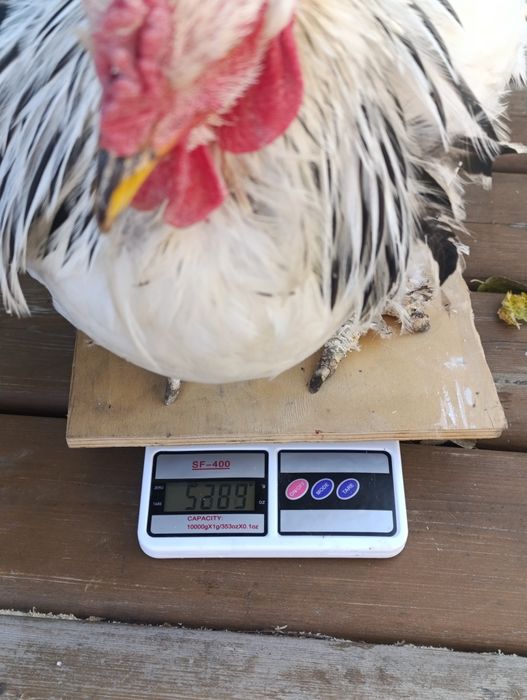 Молодые петухи брама