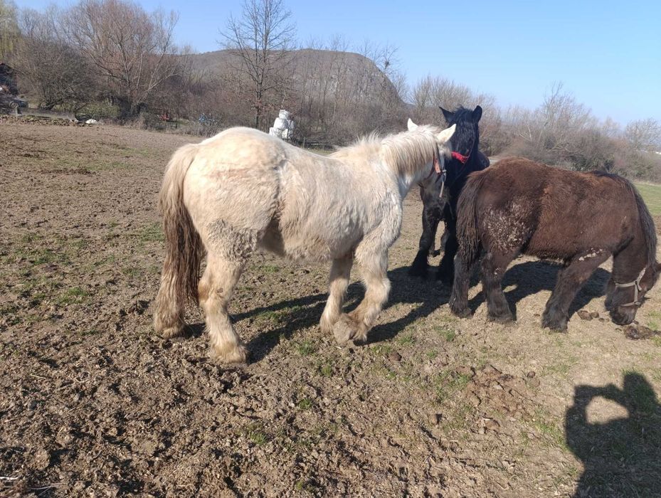 Vand manz 1 an si 8 luni