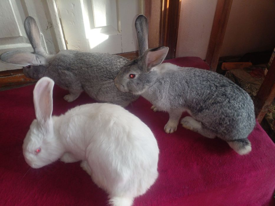 Нар мода куенлар сотилади