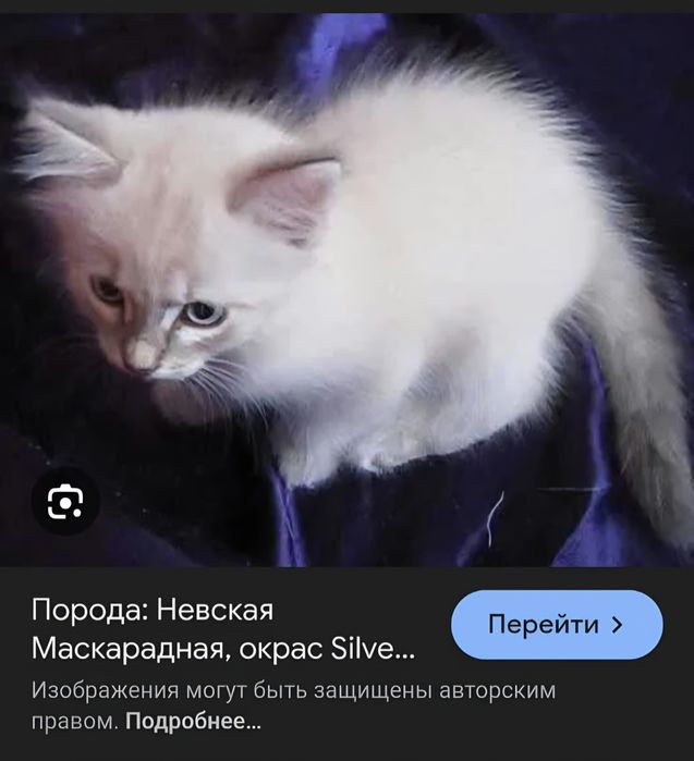 Продаются котята