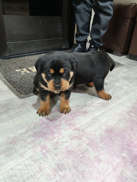 Продаются щенки ротвейлера