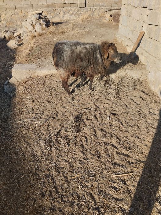 Quylar va Bolalari sotiladi bolasi quchqor