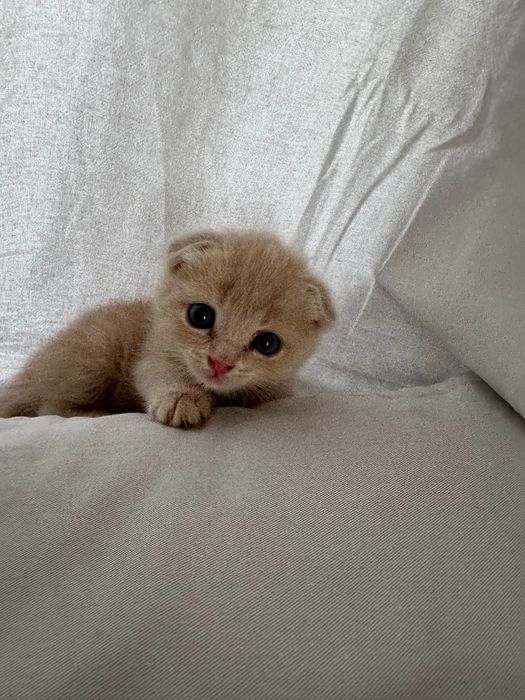 Скоттиш фолд ва страйт