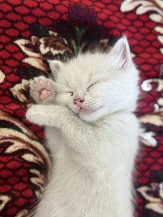 Котенок мальчик 3 недели