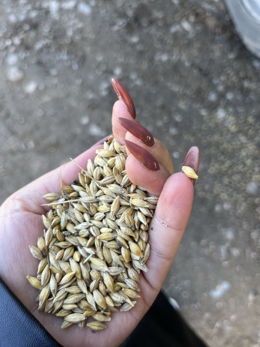 Ячмень пшеница в мешках арпа бидай